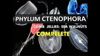 Phylum Ctenophora  Comb Jellies amp Sea Walnuts [upl. by Kemme]