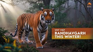 Why You Should Visit Bandhavgarh National Park This Winter [upl. by Enyawd]