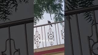 Birds bird birds sorts viraltrending creature viralvideo viralshorts trend video vlog [upl. by Oker]