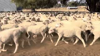 Nyora xb ewe lambs 2 [upl. by Etac]