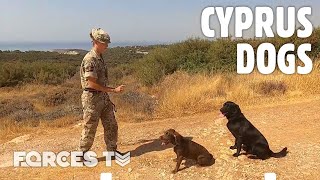 🐶 Inside Cyprus Military Working Dog Troop 🚁  Forces TV [upl. by Bernadina]