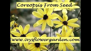 Starting Coreopsis from Seed Part 2 [upl. by Thomasina]