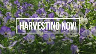 Harvesting Now  Mixed Violas [upl. by Xenophon]