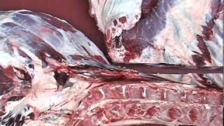 Beef Hindquarter Carcase Breakdown [upl. by Sakmar]