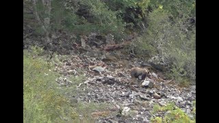 Observación del Oso Pardo en libertad Cordillera Cantábrica [upl. by Laamaj255]