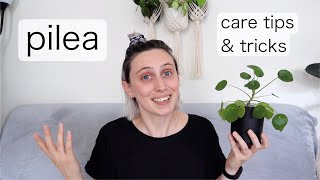 PILEA PEPEROMIOIDES Care  Chinese Money Plant Tips amp Tricks [upl. by Karel]