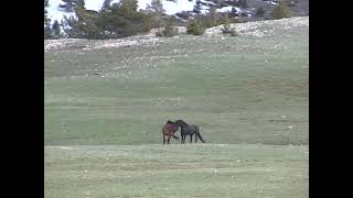 Wild Mustang Stallions Fighting [upl. by Ferguson901]