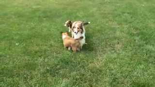 Sheltie Puppies For Sale [upl. by Rann298]