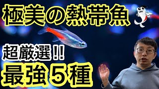 【今選ぶ熱帯魚5種】飼いやすくて極美な魅力満載の熱帯魚をご紹介 [upl. by Utir]