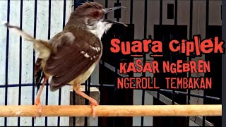 MASTERAN CIBLEK KRISTAL GACOR NGEBREN [upl. by Meg]