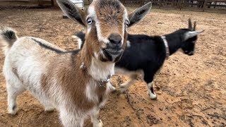 NEW Goats UPDATE [upl. by Ociram]