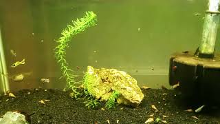 Propagating Anacharis To Add To 20 Gallon Long Guppy amp Endler Hybrid Tank [upl. by Oremoh]