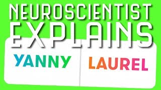 Neuroscientist Breaks Down Yanny vs Laurel Auditory Illusion [upl. by Ahsimit782]