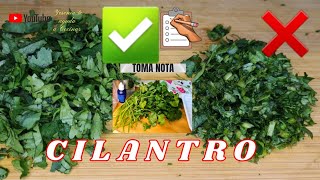 CILANTRO Cómo Conservar desinfectar y cortar correctamente 😉 [upl. by Lindberg]