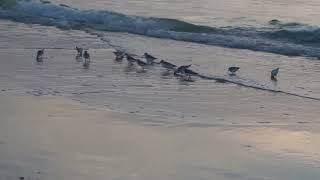 The Sanderling Sunset Dance [upl. by Laundes]