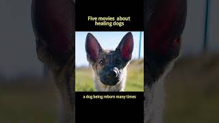 Five movies about healing dogs [upl. by Elysha]