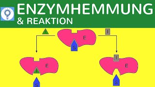 Enzymhemmung amp Reaktionsgeschwindigkeit einfach erklärt  Hemmung der Enzymaktivität  Stoffwechsel [upl. by Banky250]