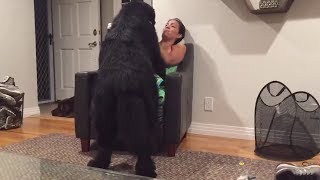 Massive Newfoundland thinks hes a lap dog [upl. by Eniledam]