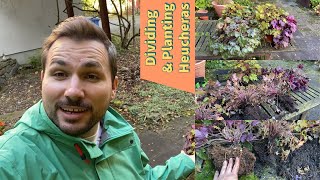 Dividing and Planting Heucheras Coral Bells [upl. by Adnuhsar]