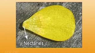 Taxonomy and diversity of Ranunculaceae [upl. by Nahsyar]