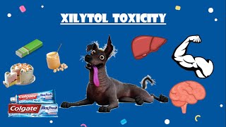 Xylitol toxicity in dogs  التسمم بسكر الزيليتول في الكلاب [upl. by Niad]