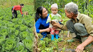 Harvest cabbage to sell  take care of the plants with grandfather [upl. by Marigolde412]