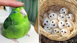 Smart And Funny Parrots Parrot Talking Videos Compilation 2023  Cute Birds 9 [upl. by Odnam971]