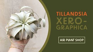 Air Plant Spotlight  Tillandsia Xerographica [upl. by Nihsfa]