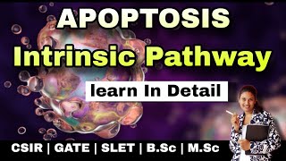 APOPTOSIS  Programmed Cell Death INTRINSIC PATHWAY MSc Classes  Cellular Communication [upl. by Attecnoc264]