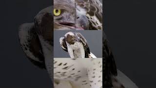 The Martial Eagle is like a 458 shorts objectivebeauty [upl. by Cello]