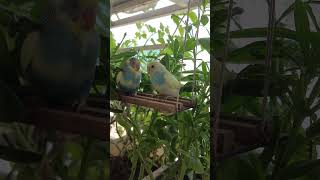 Baby parakeets are growing up birds budgies birdslover budgiesparakeets parakeets babybirds [upl. by Anillehs623]