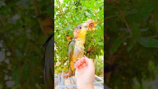 🩵🦜😂 Funny Caique Parrot  Cheshire the mischievous Caique [upl. by Ermentrude]