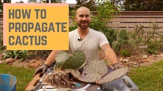 How To Propagate Cactus 🌵 Colorful Gardener [upl. by Eecart814]