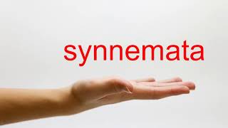 How to Pronounce synnemata  American English [upl. by Nylarej]