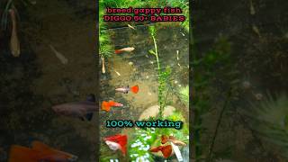 How to breed your guppy fish at home guppyfish breeding fish breeder shorts shortvideo short [upl. by Isabelita]