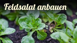 Feldsalat im Frühbeet anbauen 🍃 Salat für den Winter pflanzen [upl. by Boru691]