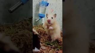 Cute Hamster♥️🐹Funny Hamsters😅mini Vlog🥳shortshamsterpets [upl. by Laval]