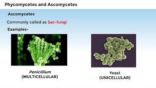 11B024 CV 2 Phycomycetes and Ascomycetes [upl. by Kcerred]