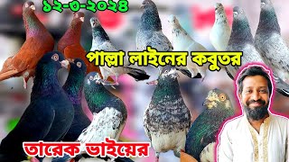 তারেক ভাইয়ের রেসিং গিরিবাজ কবুতর কিনুন হাই ফ্লাইং কবুতর পল্লা লাইনের কবুতর। [upl. by Nyral]