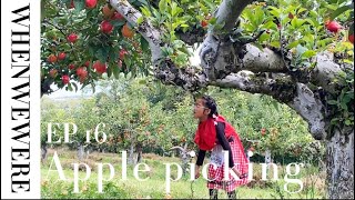 When We Were EP 16  Apples Picking at Castle Farm Kent 2024 [upl. by Latyrc]