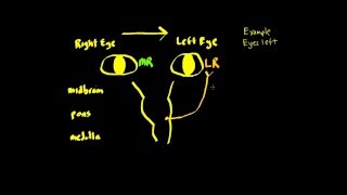 Schneid Guide to Horizontal Conjugate Eye Movement Control Systems Basics [upl. by Crow]