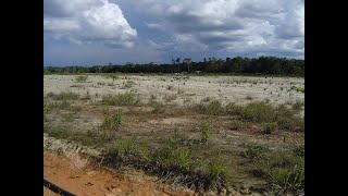 Entrevista sobre Acacia mangium mineria arcominero [upl. by Bandeen]