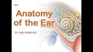 Anatomy of the Ear Full Lecture [upl. by Nwahsyar]