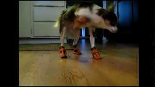 Dogs in Boots Compilation [upl. by Mirisola]