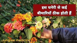 घनेरी की पहचान और औषधीय फायदे Raimuniya ke labhlantana camara benefits [upl. by Sara-Ann360]