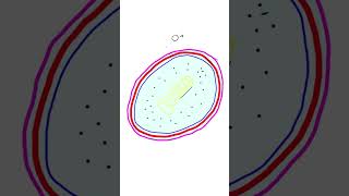 Aminoglycosides Antibiotics Mechanism of Action Explained [upl. by Ydor287]