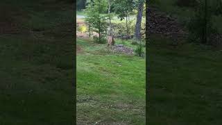 The Deers Powerful Presence wildohio [upl. by Anipsed]