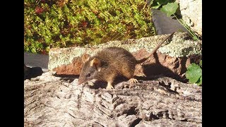 Yellowfooted Antechinus – nesting [upl. by Peednas]