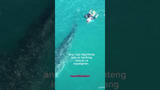 DONSOL SORSOGON KILALA SA SA WHALE SHARK INTERACTION tagalogtriviaandfacts [upl. by Ynaoj490]