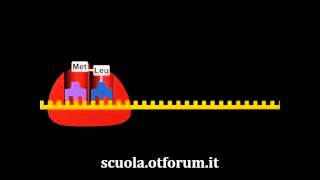 Biochimica  La sintesi delle proteine [upl. by Novej]